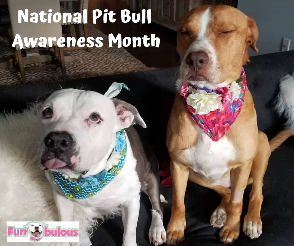 It's National Pit Bull Awareness Month! FurRescue Fashions