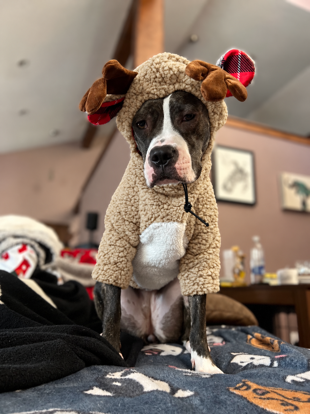 Oh Deer! Cozy Reindeer Sherpa Dog Hoodie