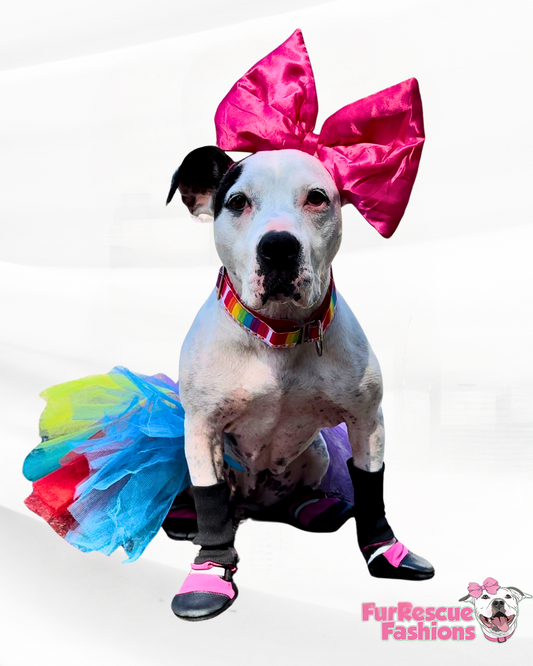 Rainbow Dog Tutu