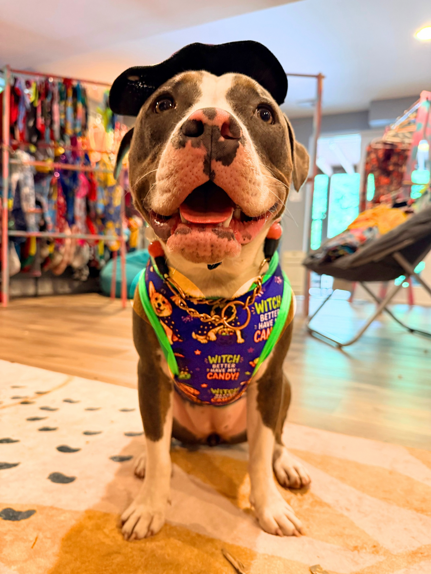 Witch Better Have My Candy - Dog Pajama with Green or Orange Neck & Trim/Sleeves