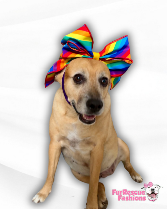 Rainbow Bow with tails Doggie Headband