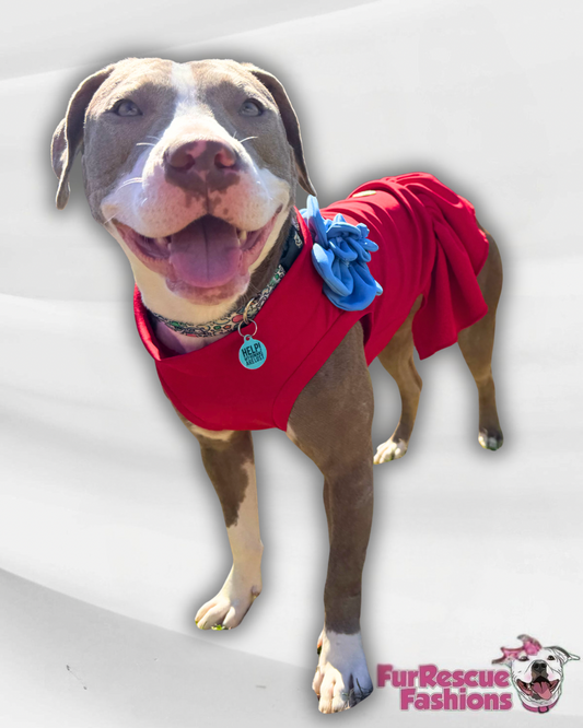 Classic Bloom Dog Dress