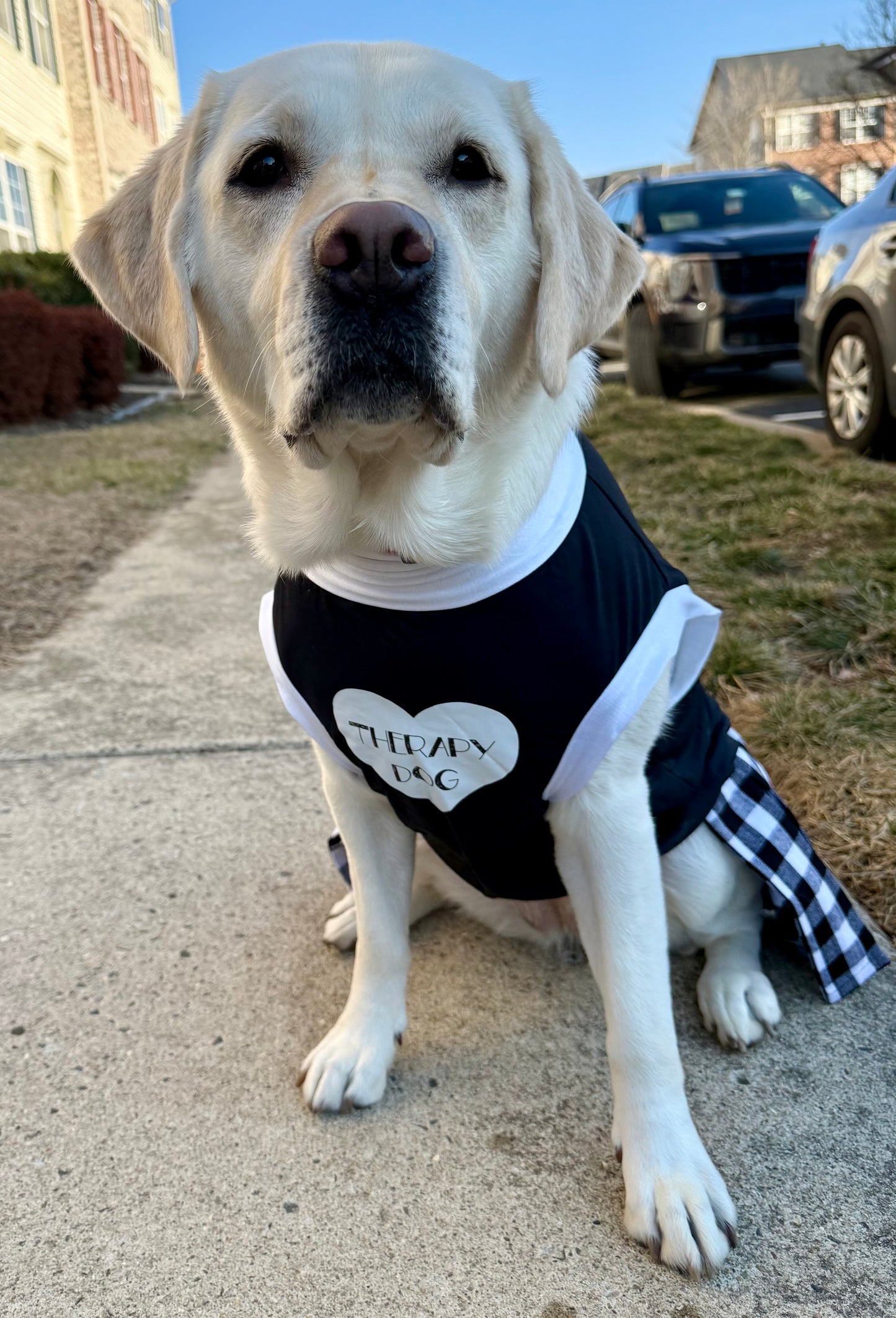 Therapy Dog Uniform Dress