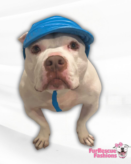 Aqua Blue Waterproof Dog Hat