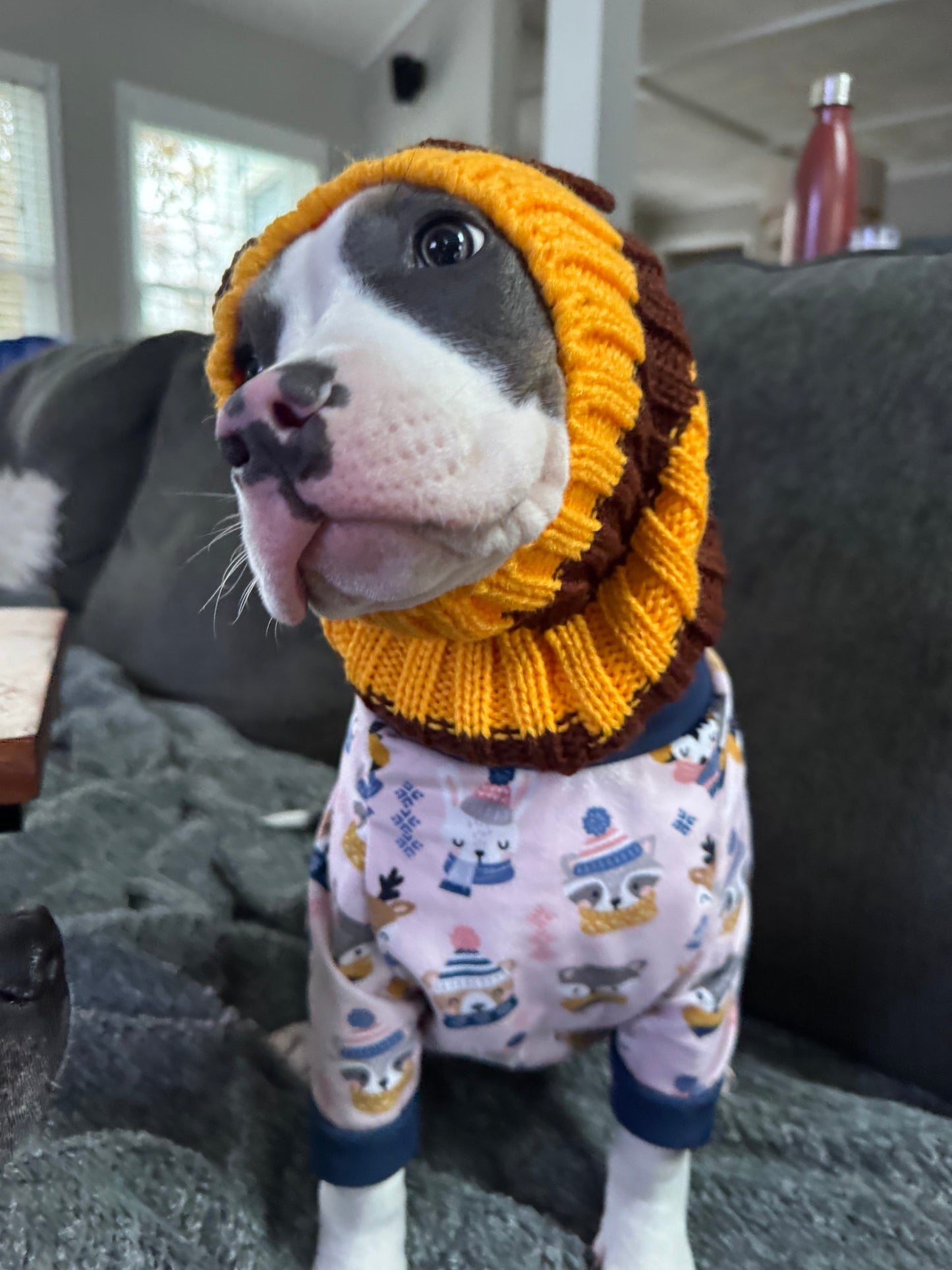 Bee Cozy Dog Snood