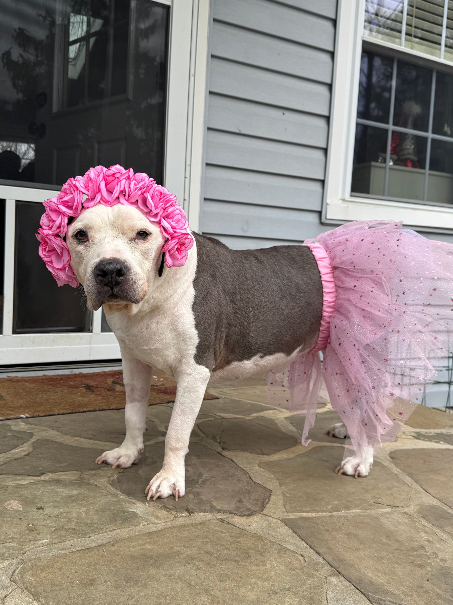 Sparkly Dog Tutu