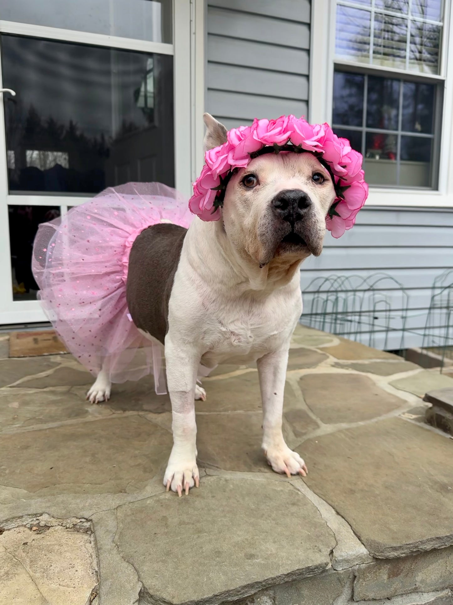 Flower Headband (for dogs & humans)