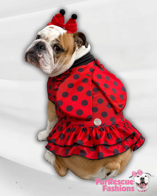 Little Ladybug Dress & Wings