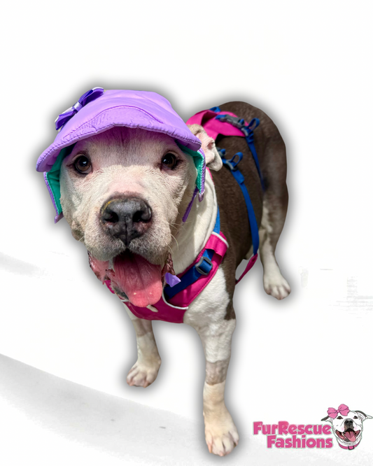 Lavender Waterproof Dog Hat