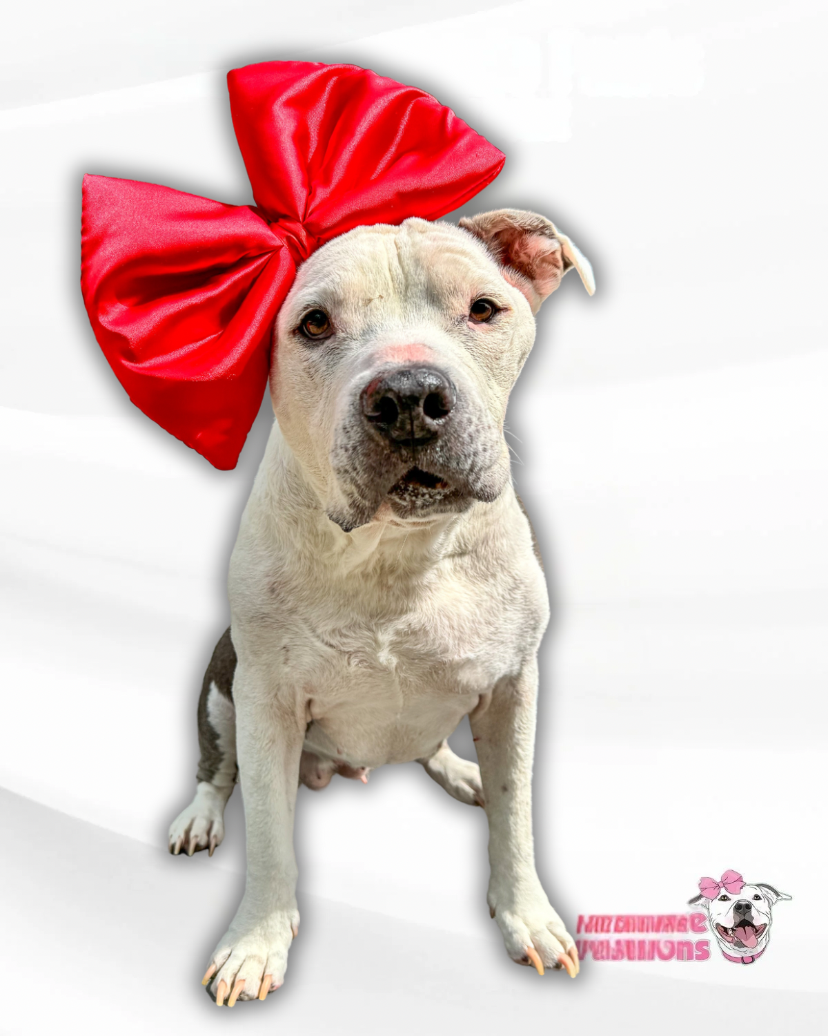 Christmas Headband for Dogs FurRescueFashions – FurRescue Fashions