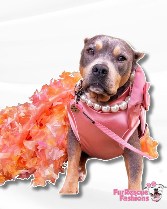 Miss Peaches Gala Dog Gowns WITH Attachable Train