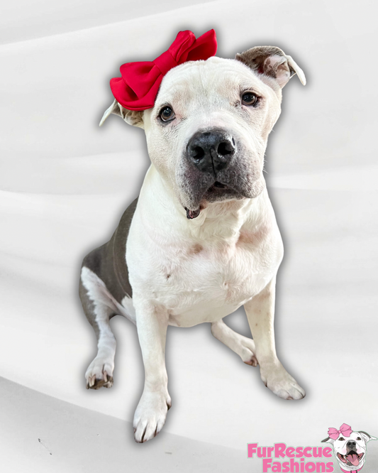Doggie Bow Headband