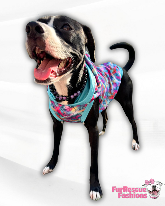 Colorful Sharks Dog Pajana with Aqua Trim