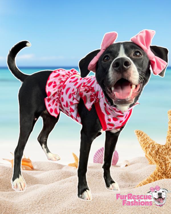 Doggie Double Bow Headband – FurRescue Fashions