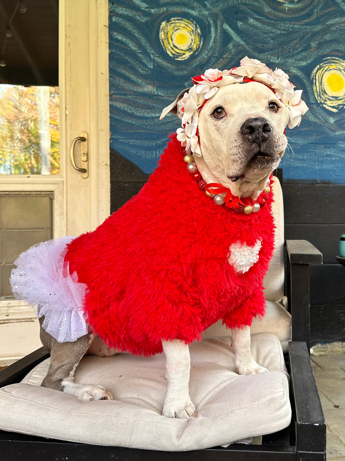 Pitbull in Custom dog clothing red valentines day sweater