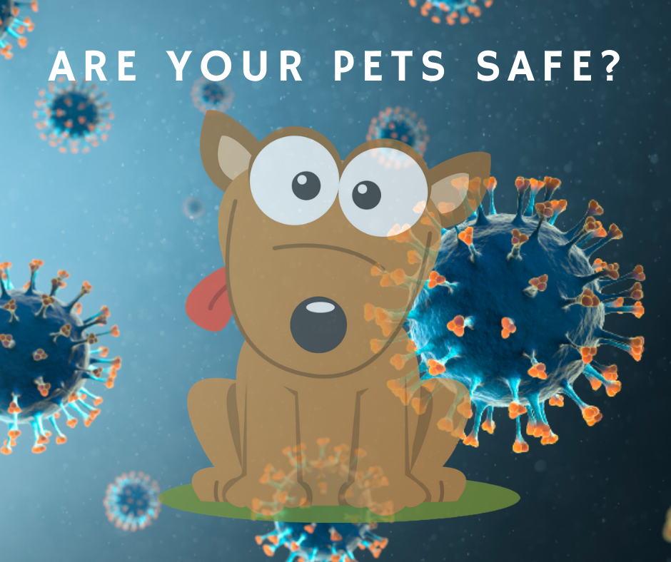 Are Your Pets Safe From COVID-19