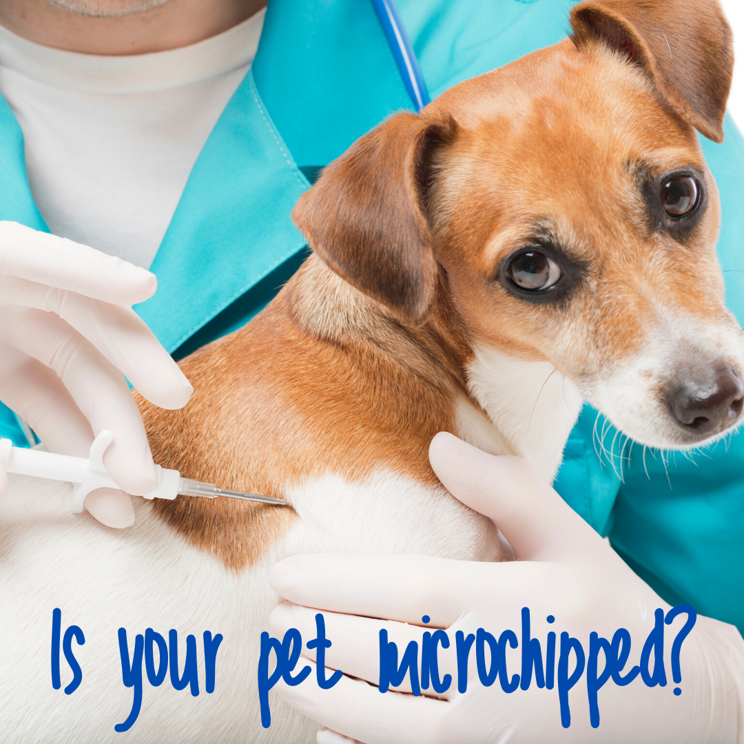 Is Your Pet Microchipped?