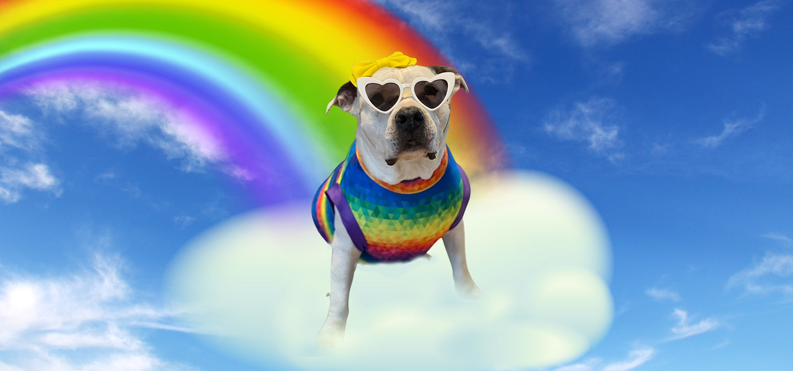 Eco-Friendly Pet Fashion: Sustainable Style for Furry Friends