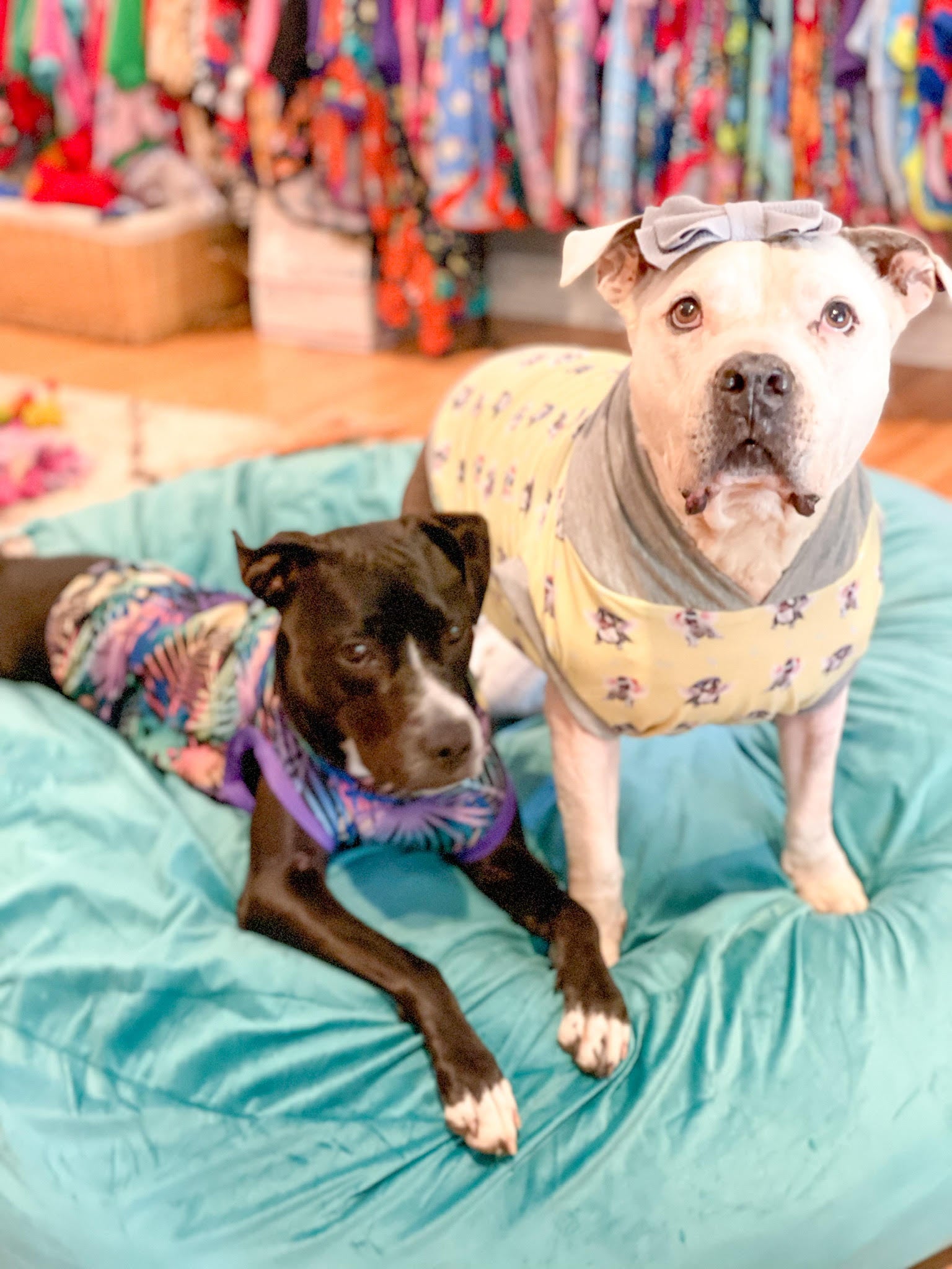 3 Essential Tips on Finding the Right Fit for your PitbullPajamas