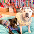 3 Essential Tips on Finding the Right Fit for your PitbullPajamas