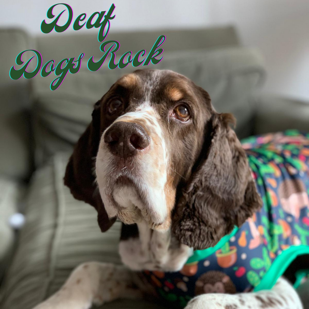 Deaf Dogs Rock