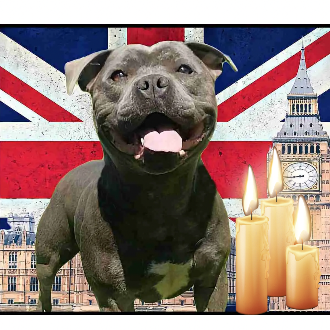 A Bittersweet New Year: Reflecting  on the Impact of Breed Specific Legislation on XL Bullies in the UK