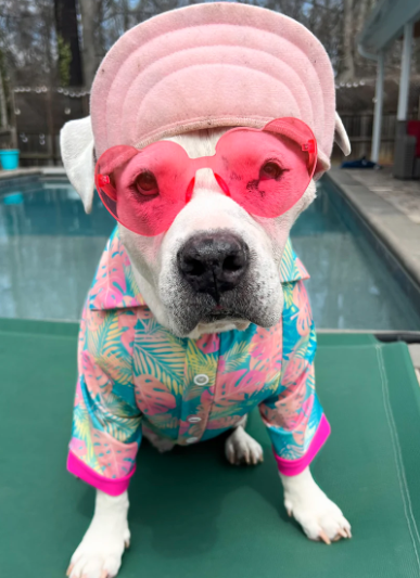 DOES MY PITBULL NEED CLOTHING? – FurRescue Fashions