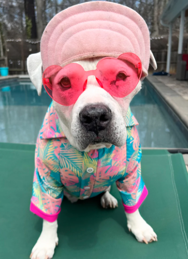 DOES MY PITBULL NEED CLOTHING?