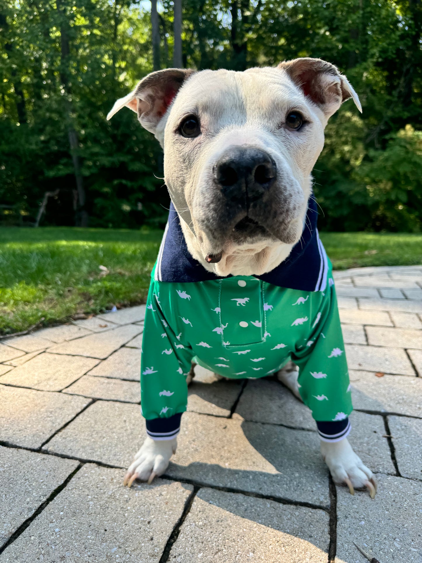 Preppy Dinos (Green) - PAWjama with Blue & White Woven Trim/Collar