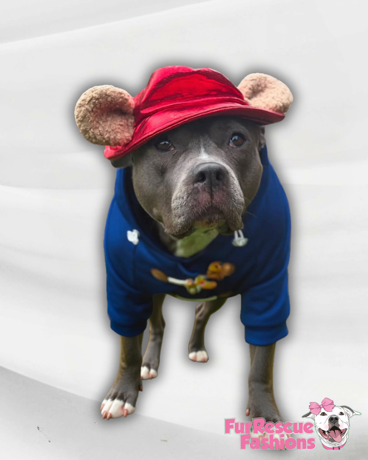 PAWddington Adventure Bear Dog Hoodie