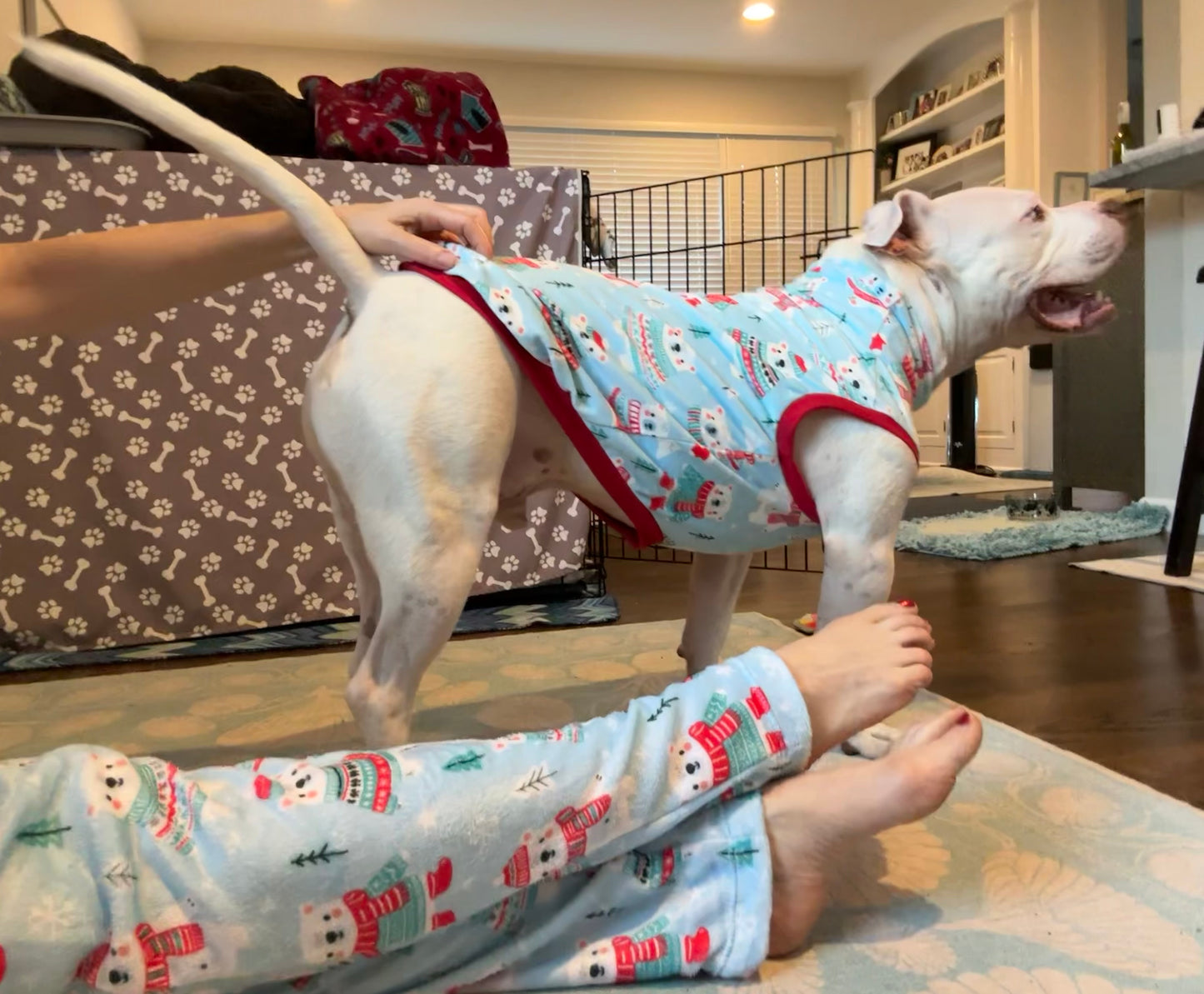 Arctic Polar Buddies Dog Pajama with Red Neck & Trim/Sleeves