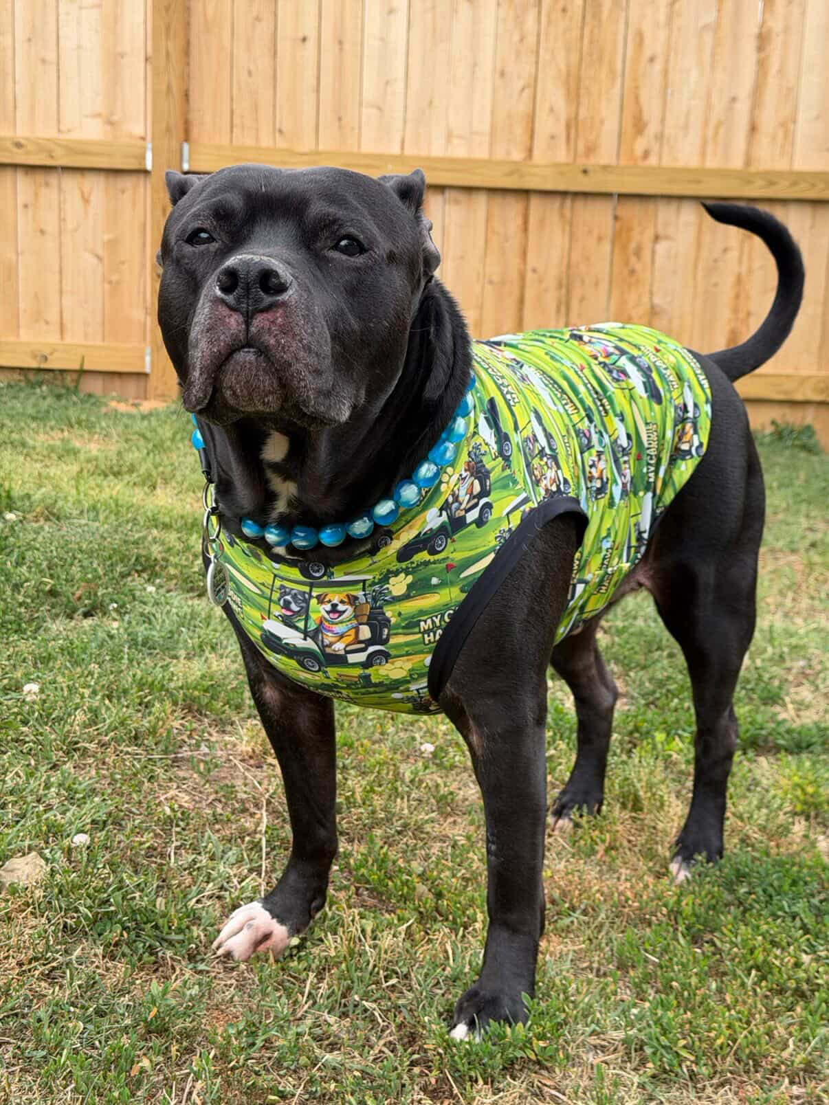 My Caddie Has Paws - Dog Pajama with Black Neck & Trim/Sleeves