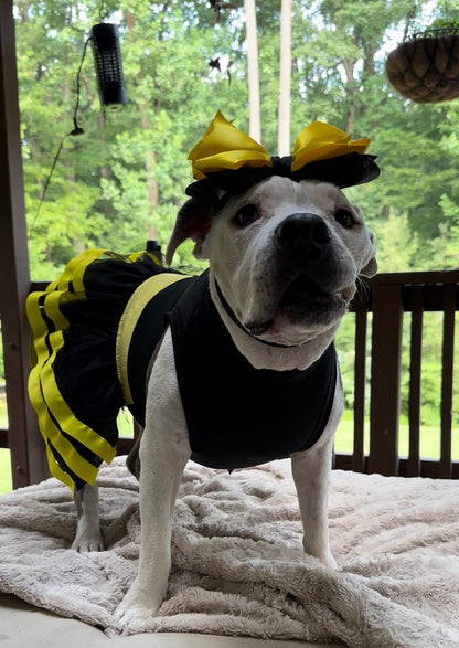 Batgirl PAWer Dog Dress & Headband