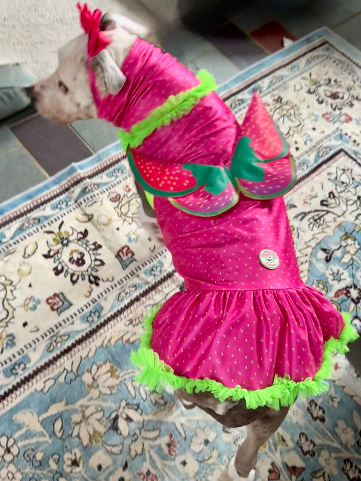 Berry Sweet Dog Dress