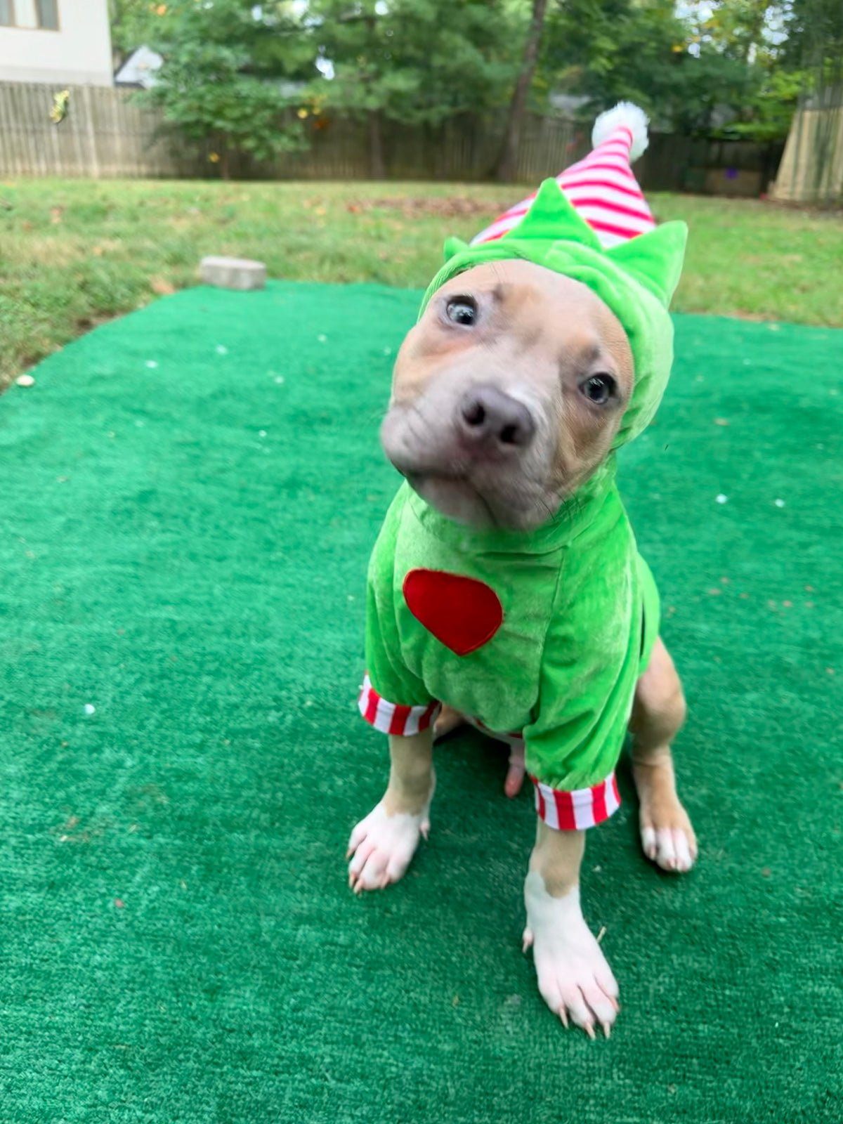 Merry Little Mischief Couture Christmas Dog Hoodie