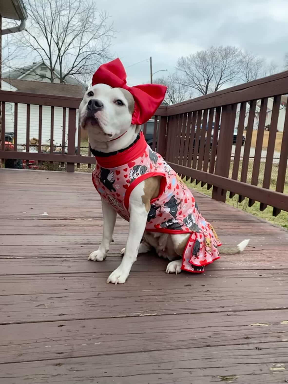 Cupids of Love Dog Pajama with Red Neck & Trim/Sleeves