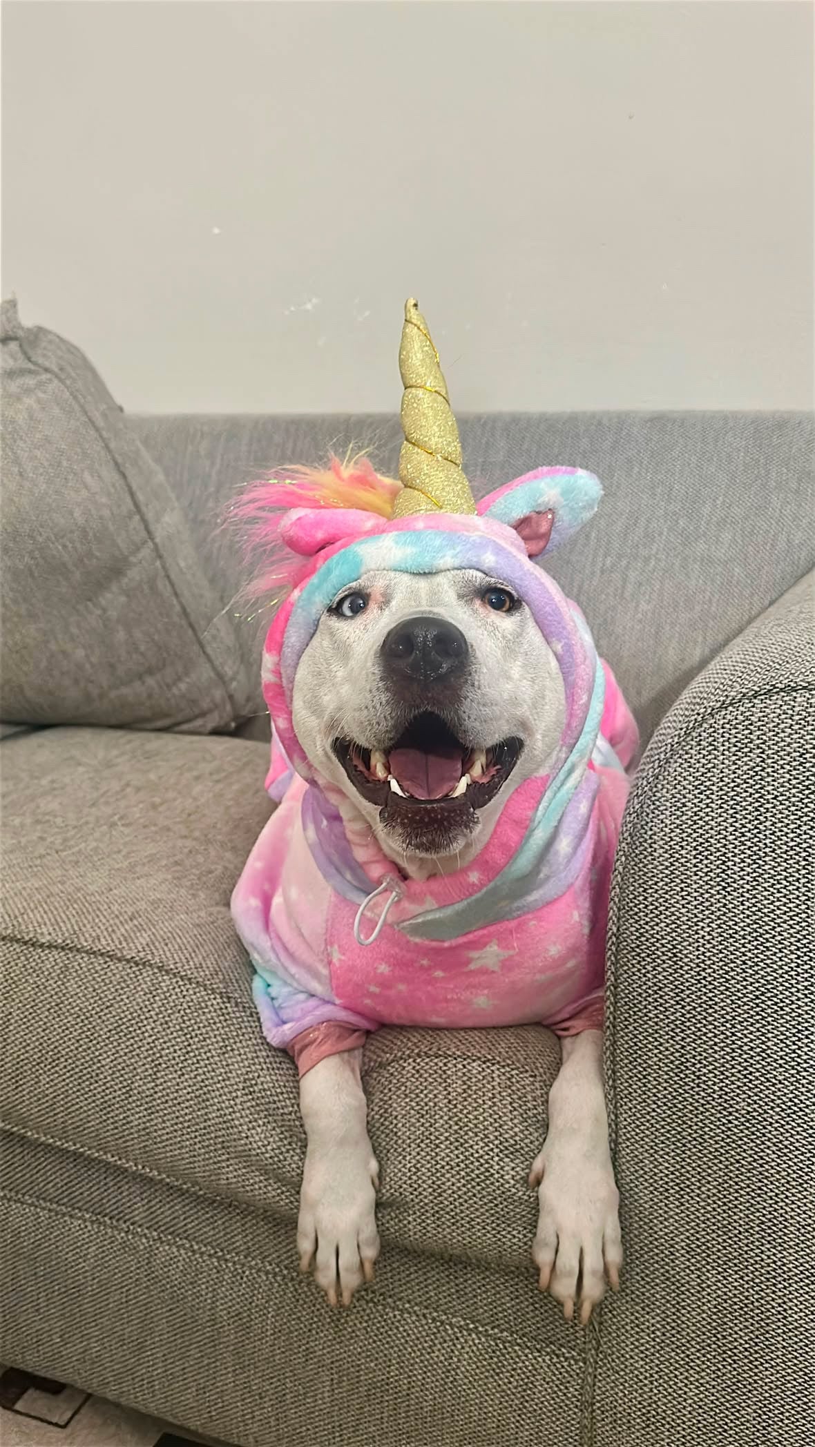 Luxury Fleece Unicorn Dog Costume