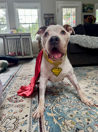 Krypto’s Superpup Cape Dog Costume