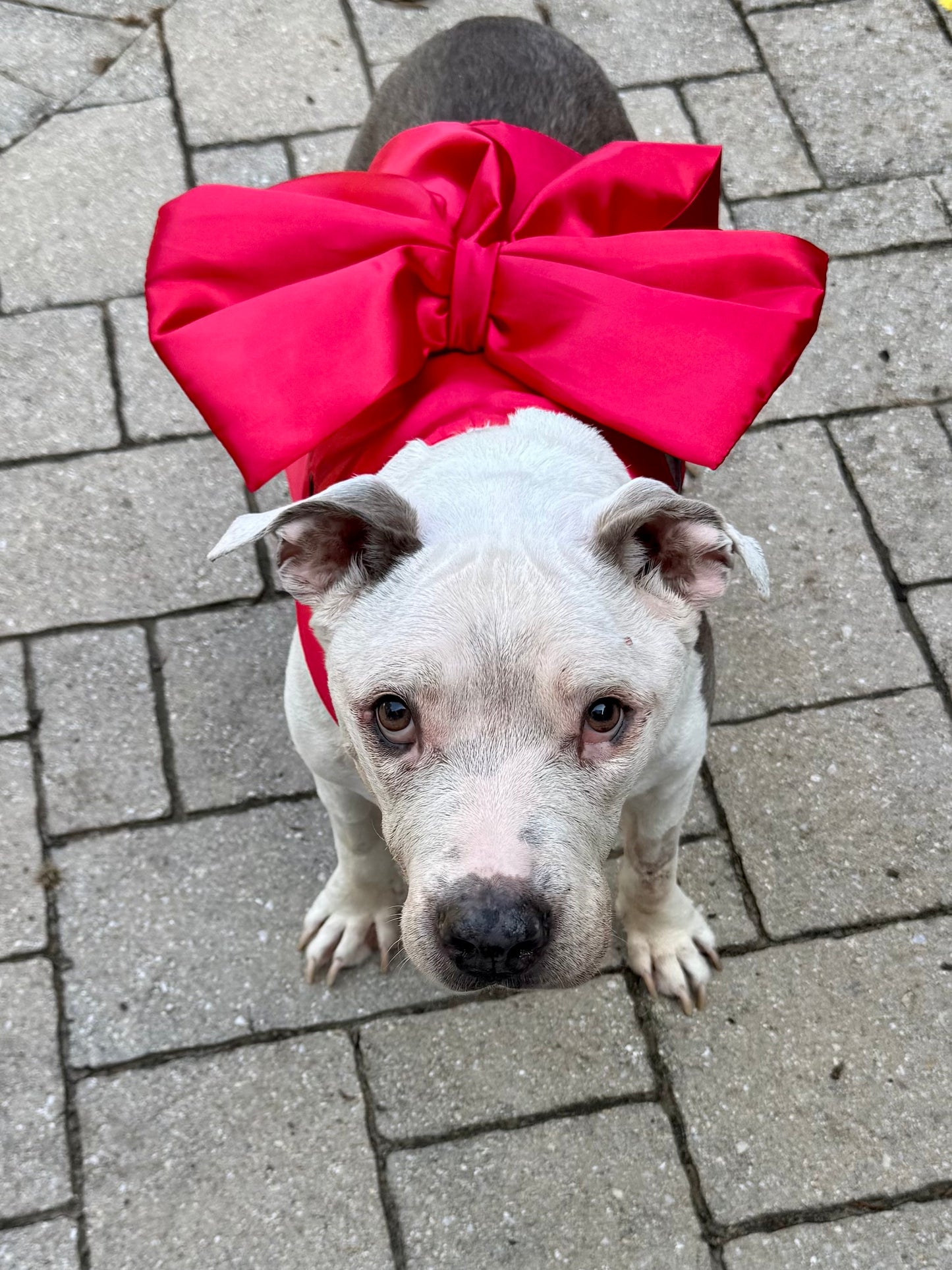 Wrapped in Love Dog Harness