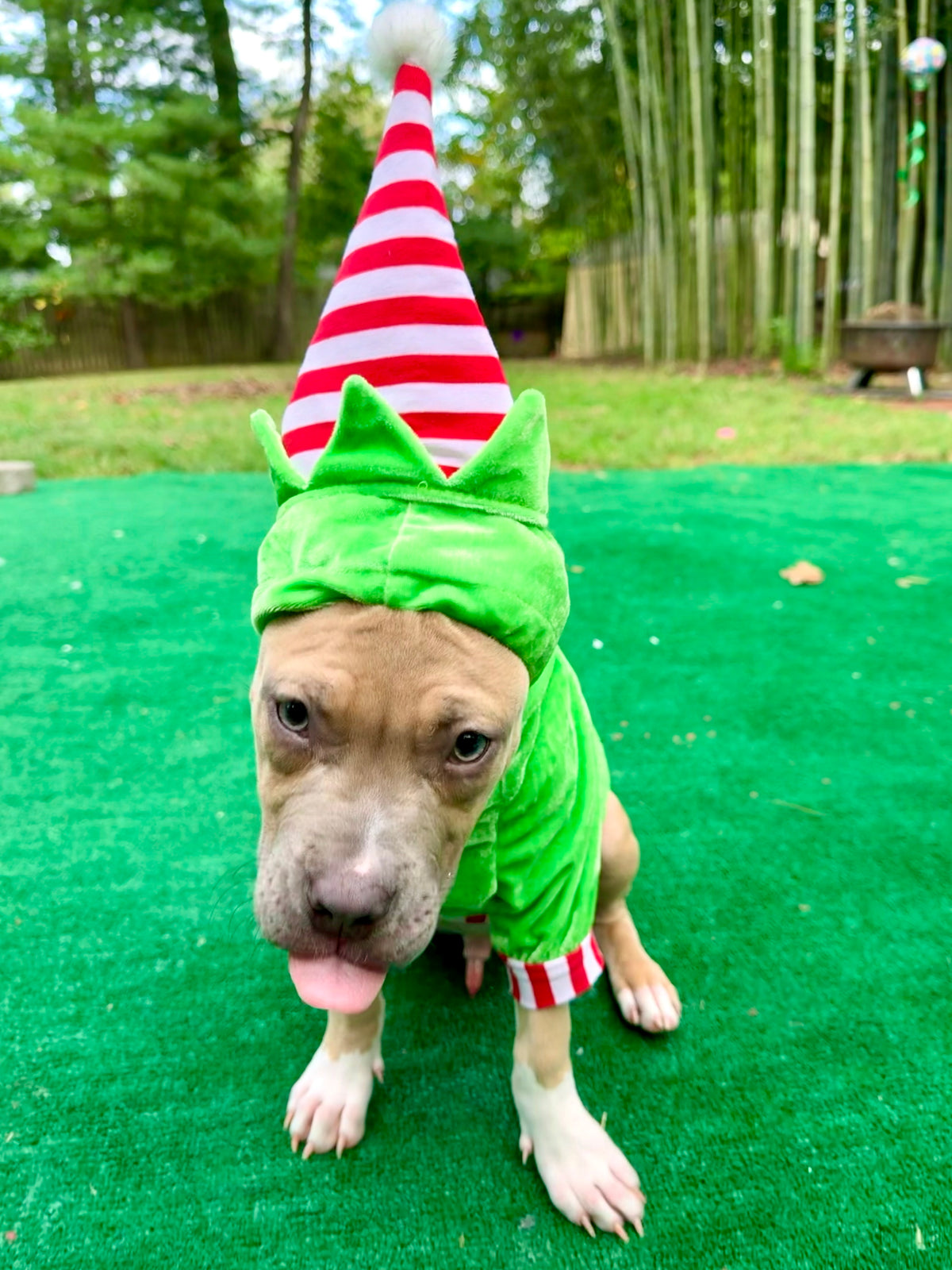 Merry Little Mischief Couture Christmas Dog Hoodie