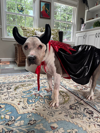 Little Devil Dapper Cape Dog Costume