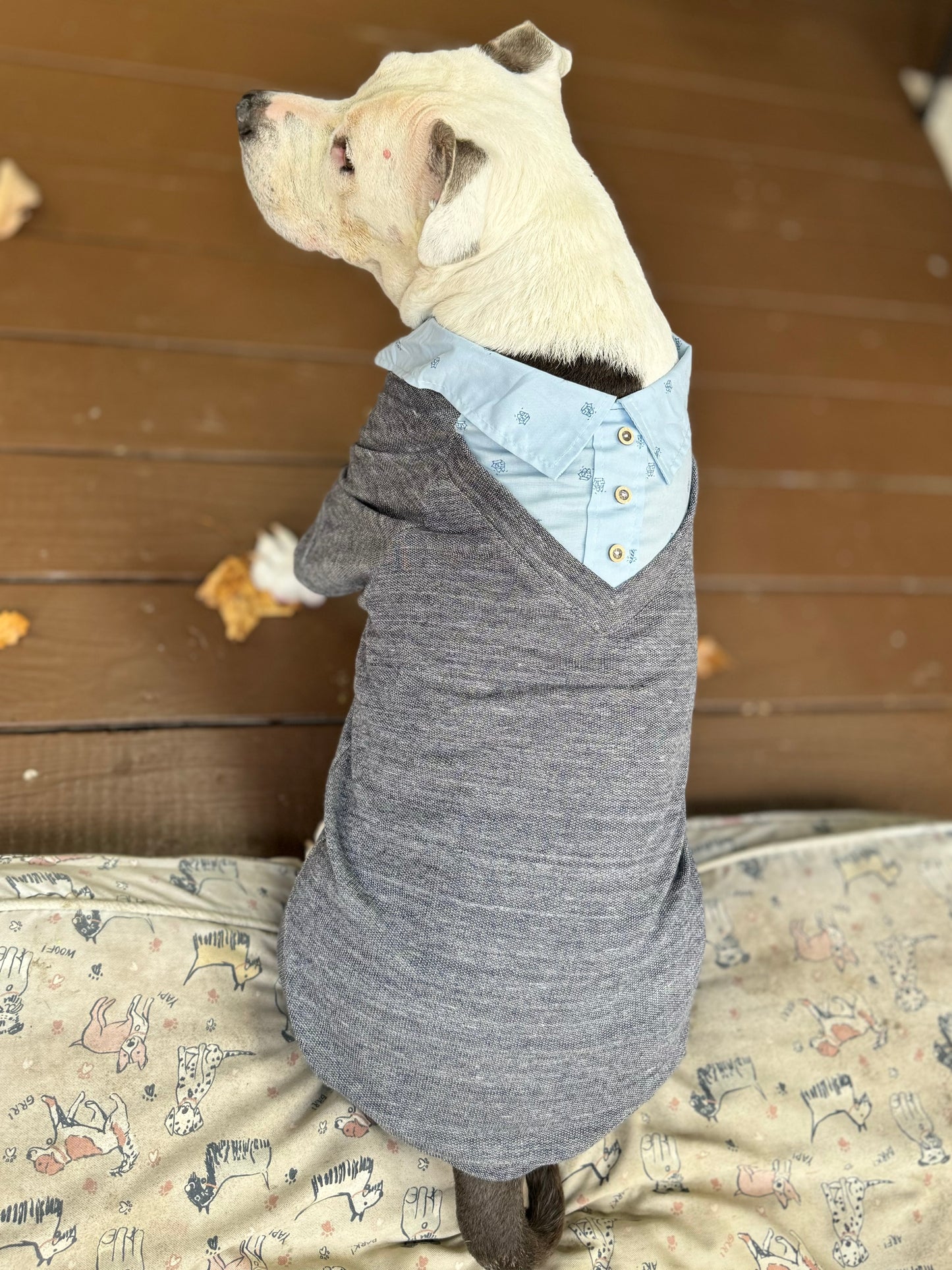 Proper Collared Layered Dog Sweater