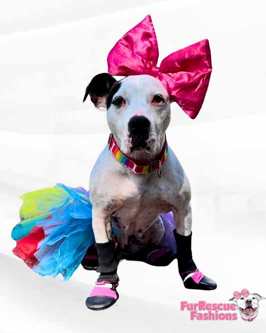 Rainbow  Dog Tutu