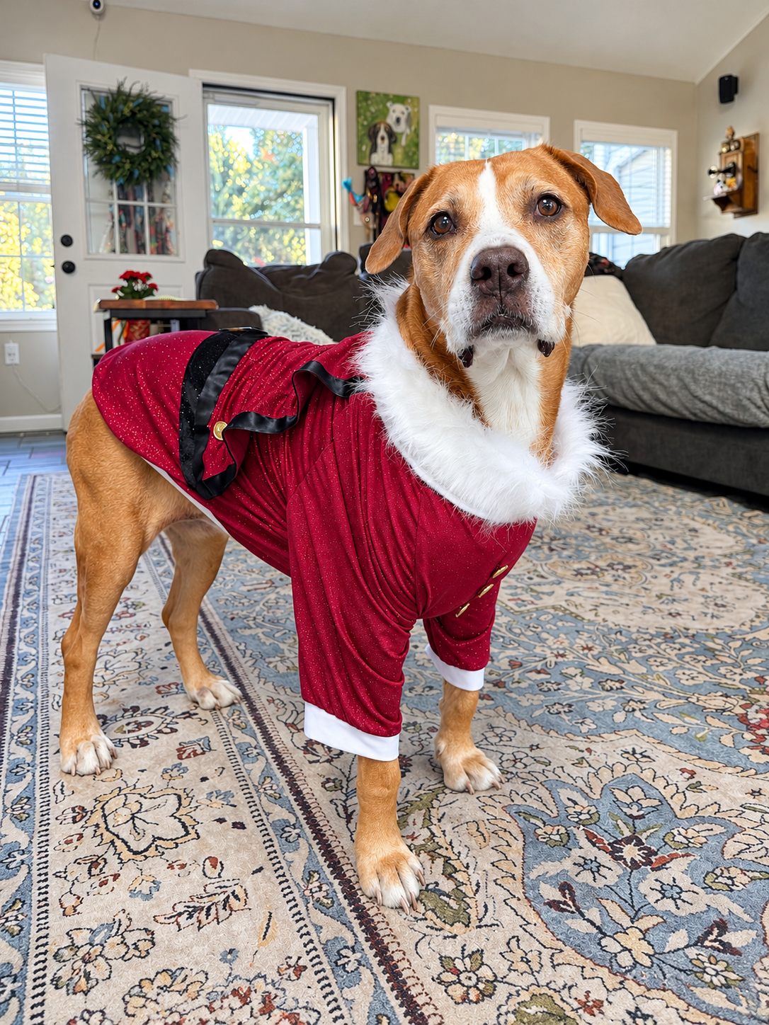 Santa’s Scarlet Christmas Dog Shirt