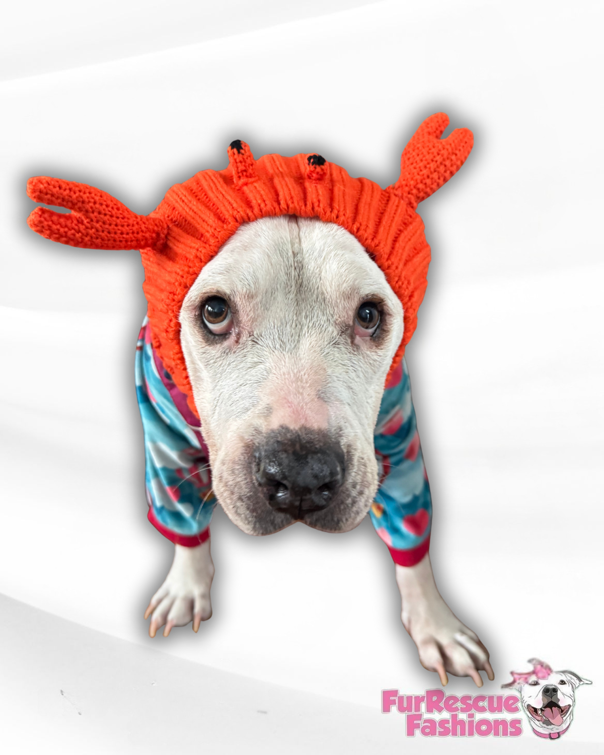 Lobster Cozy Dog Snood