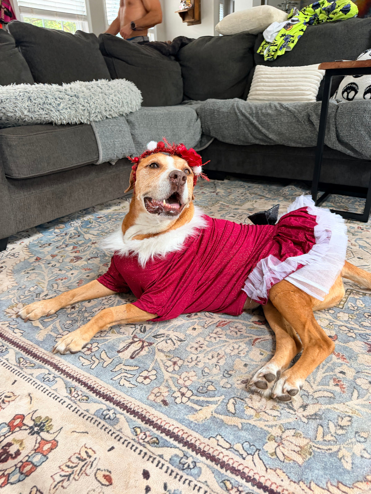 Santa’s Scarlet Belle Couture Christmas Dog Dress