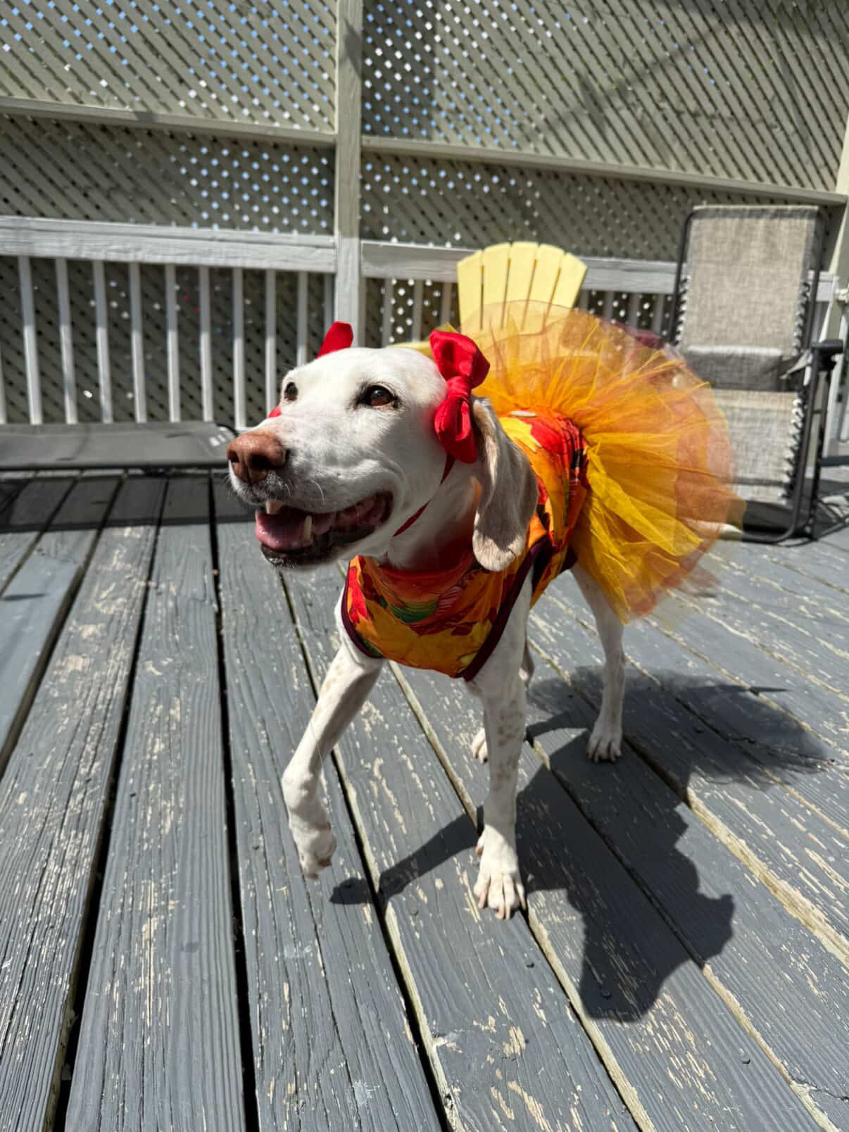 2026 Fall & Halloween Dog Tutu Dress (Available in all patterns)
