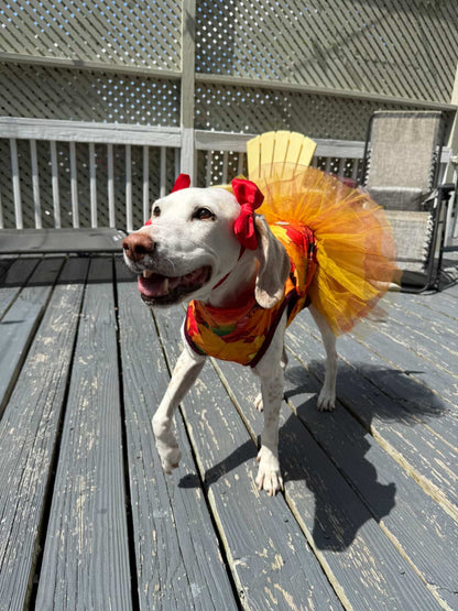 2026 Fall & Halloween Dog Tutu Dress (Available in all patterns)