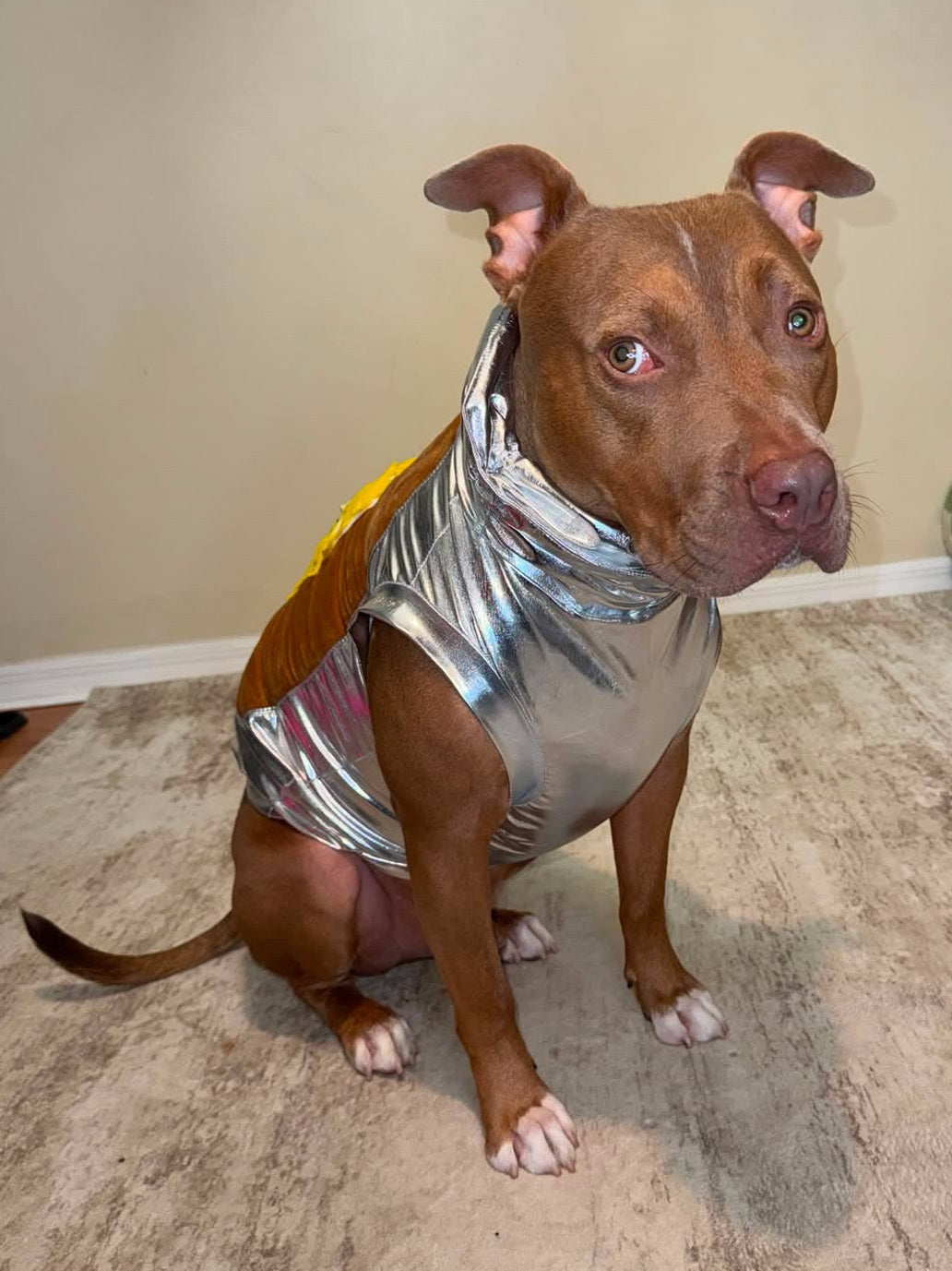 Baked Potato Dog Costume