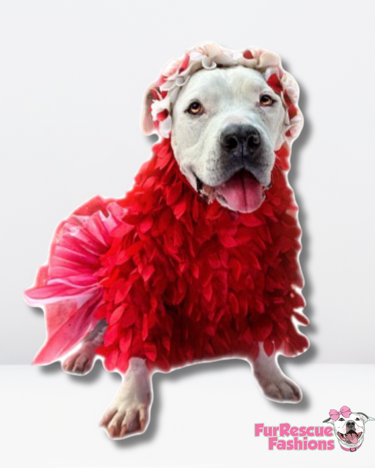 Special Feather Gala Dog Tutu Dress